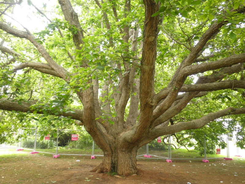 T11241 Quercus bicolor