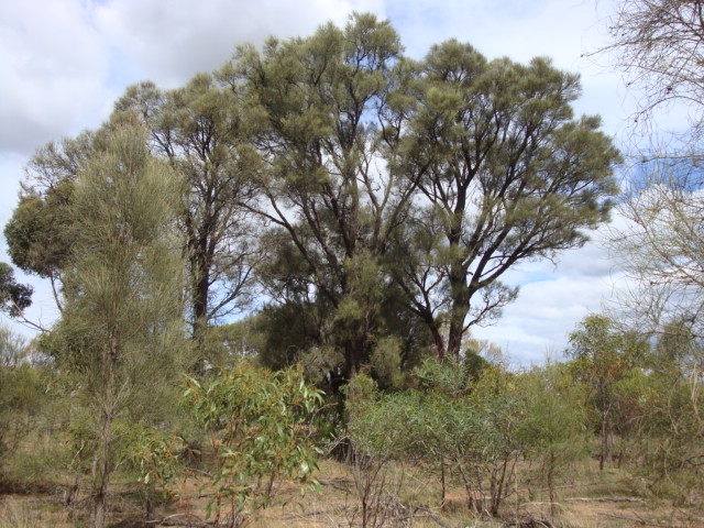 T11506 Allocasuarina leuhmannii