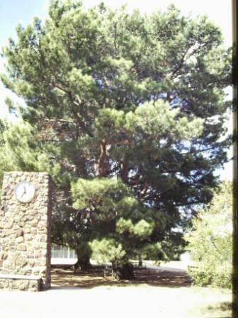 T11394 Pinus brutia