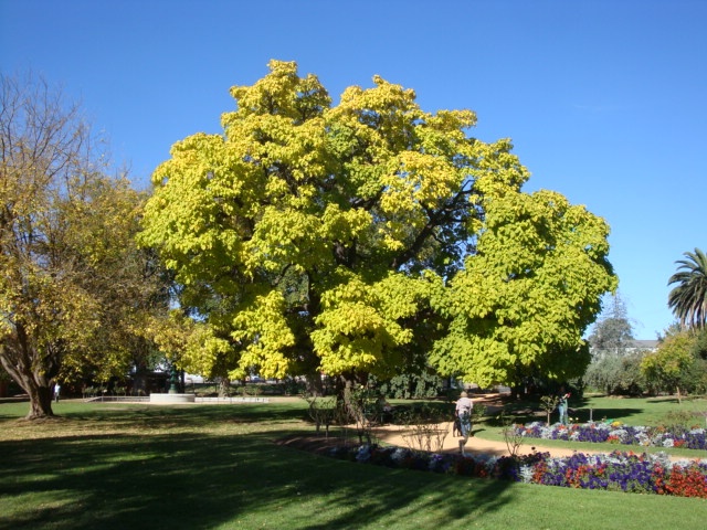 T11462 Catalpa bignoniodes