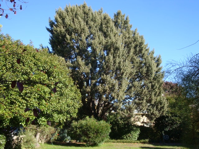 T11470 Juniperus oxycedrus subsp. Macrocarpa