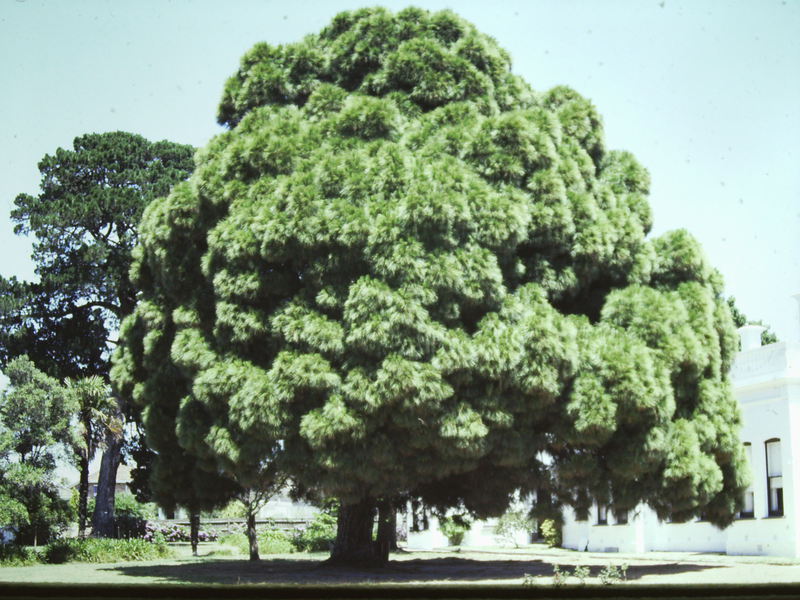 T11411 Pinus canariensis