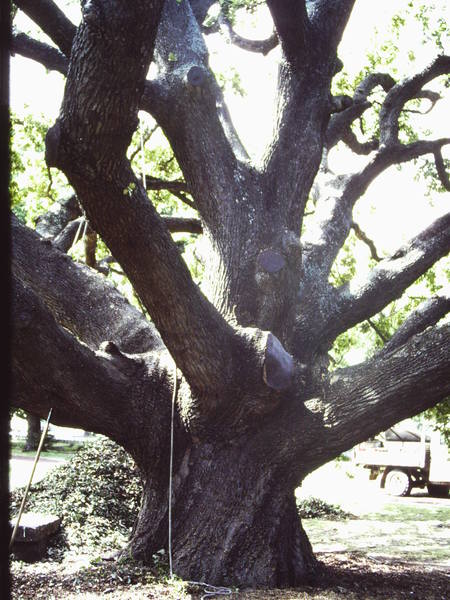 T11414 Quercus robur