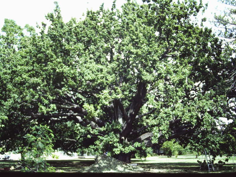 T11414 Quercus robur