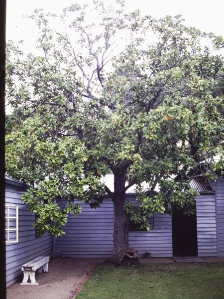 T11419 Magnolia grandiflora