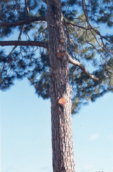 T11101 Pinus roxbughii