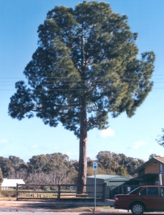 T11101 Pinus roxbughii