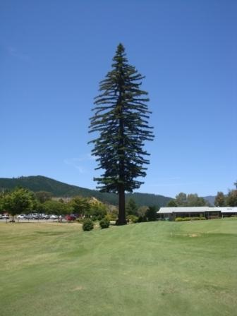 T11400 Sequoia sempervirens