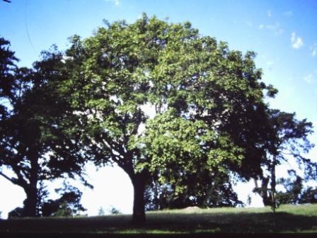 T11435 Acer opalus subsp. obtusatum