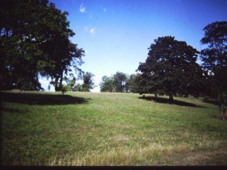 T11435 Acer opalus subsp. obtusatum