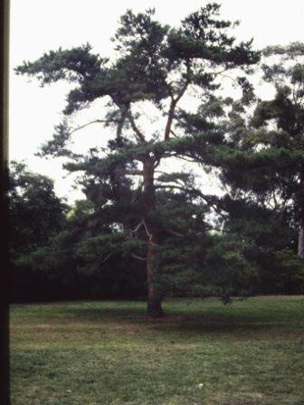 T11444 Pinus sylvestris