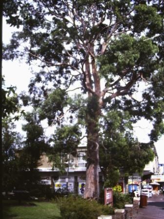 T11447 Angophora costata