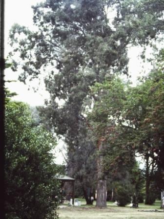 T11456 Eucalyptus longiflora
