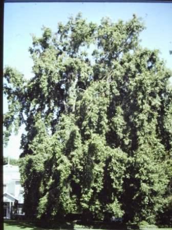 T11508 Quercus Mt Macedon