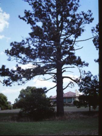 T11520 Pinus jeffreyi