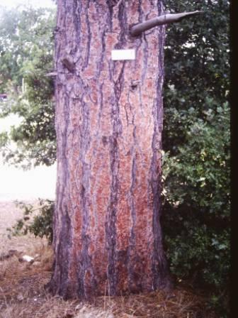 T11520 Pinus jeffreyii