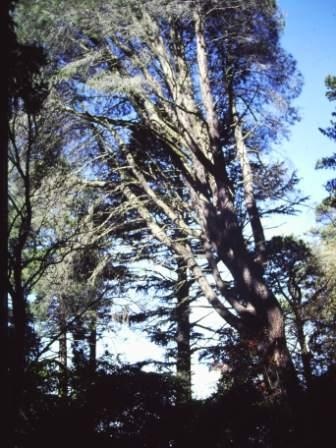 T11521 Pinus coulteri.JPG