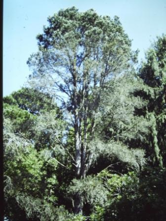 T11528 Pinus quadrifolia
