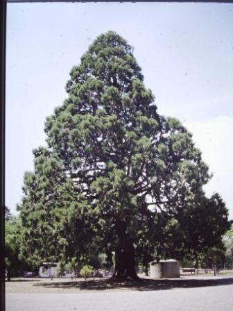 T11531 Sequoiadendron giganteum