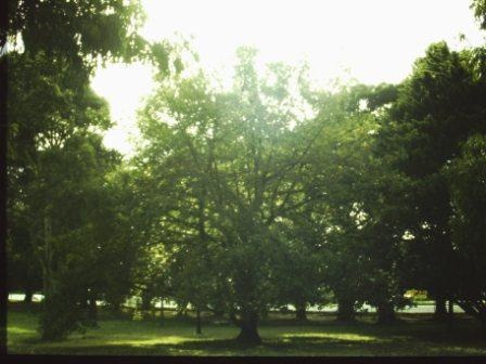 T11538 Quercus prinus