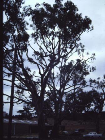 T11544 Eucalyptus camalduensis