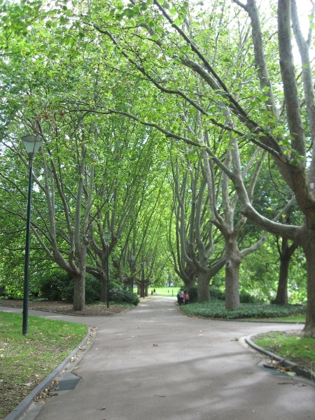 Domain Queen Vic gardens plane tree avenue.JPG