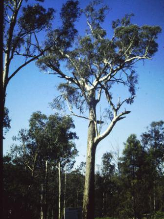 T11559 Eucalyptus melliodora