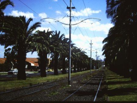 T11561 Phoenix canariensis