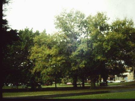 T11562 Quercus nigra