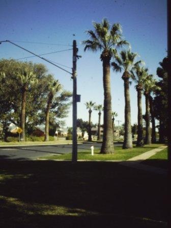 T11563 Washingtonia robusta