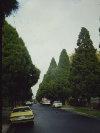 T11564 Cupressus torulosa