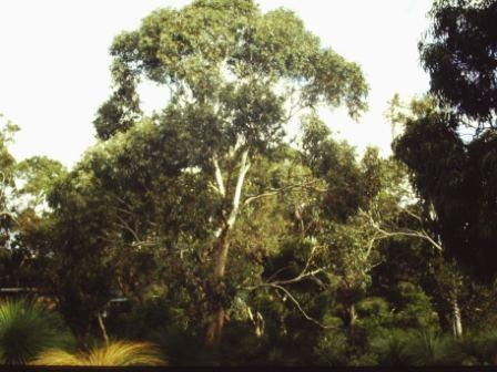 T11569 Eucalyptus pauciflora