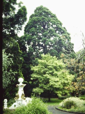 T11586 Sequoiadendrum giganteum