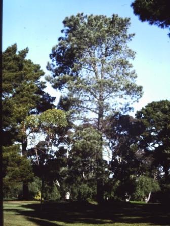 T11615 Pinus torreyana