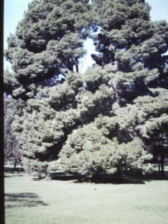 T11616 Pinus halepensis