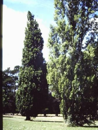 T11624 Quercus robur fastigata