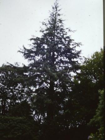 T11668 Picea sitchensis