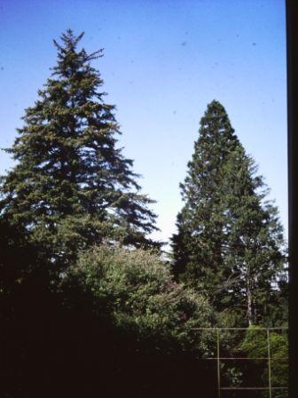 T11669 Picea sitchensis