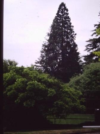 T11672 Sequoiadendron giganteum