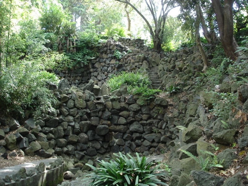 Domain fern gully.JPG