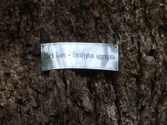 T11996 Eucalyptus aggregata sign