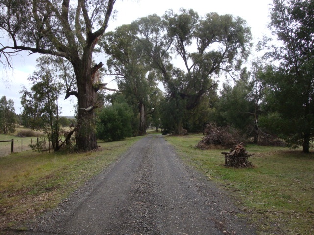 T11994 Eucalyptus aggregata