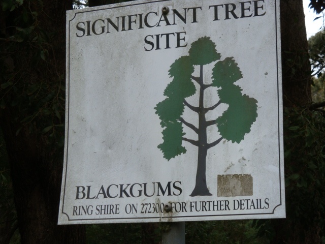 T11995 Eucalyptus aggregata sign