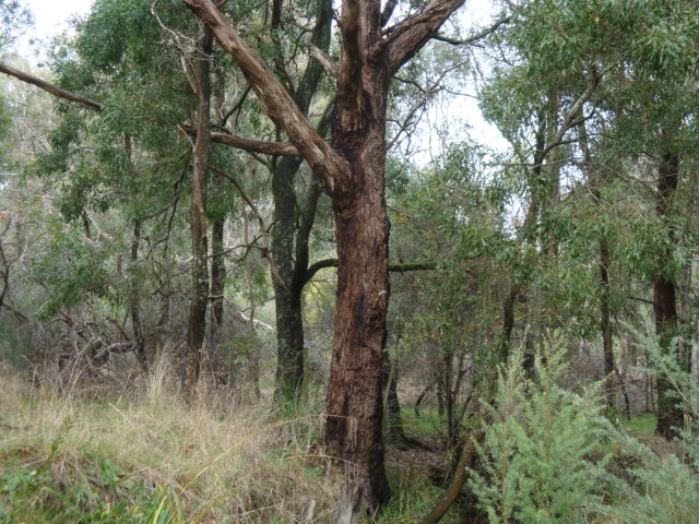 T11998 Eucalyptus aggregata