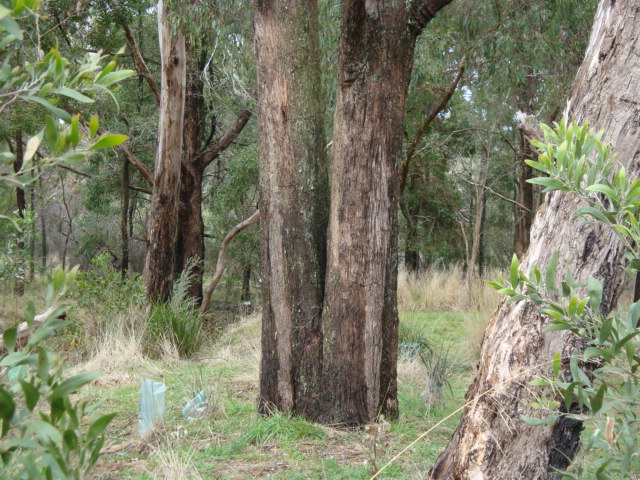 T11998 Eucalyptus aggregata