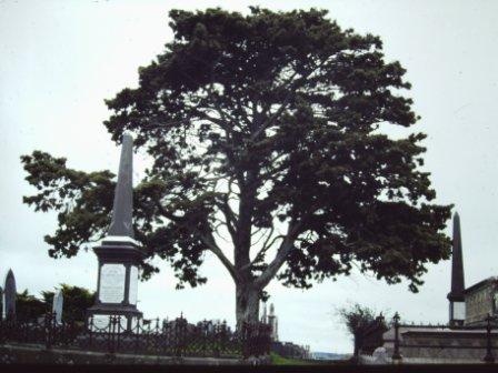 T11720 Cupressus sempervirens