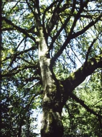 T11727 Quercus robur