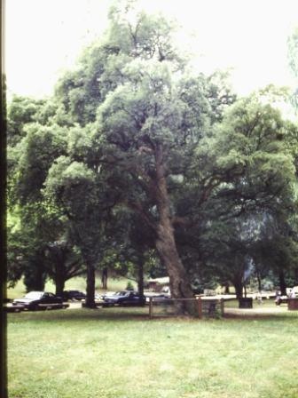 T11728 Quercus suber