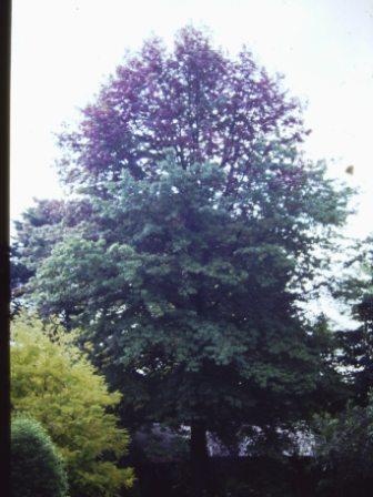 T11730 Quercus palustris