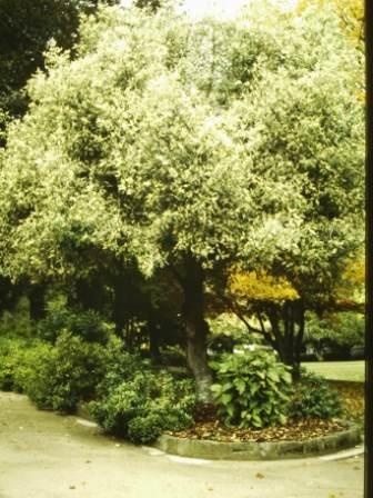 T11786 Prunus lusitanica variegata